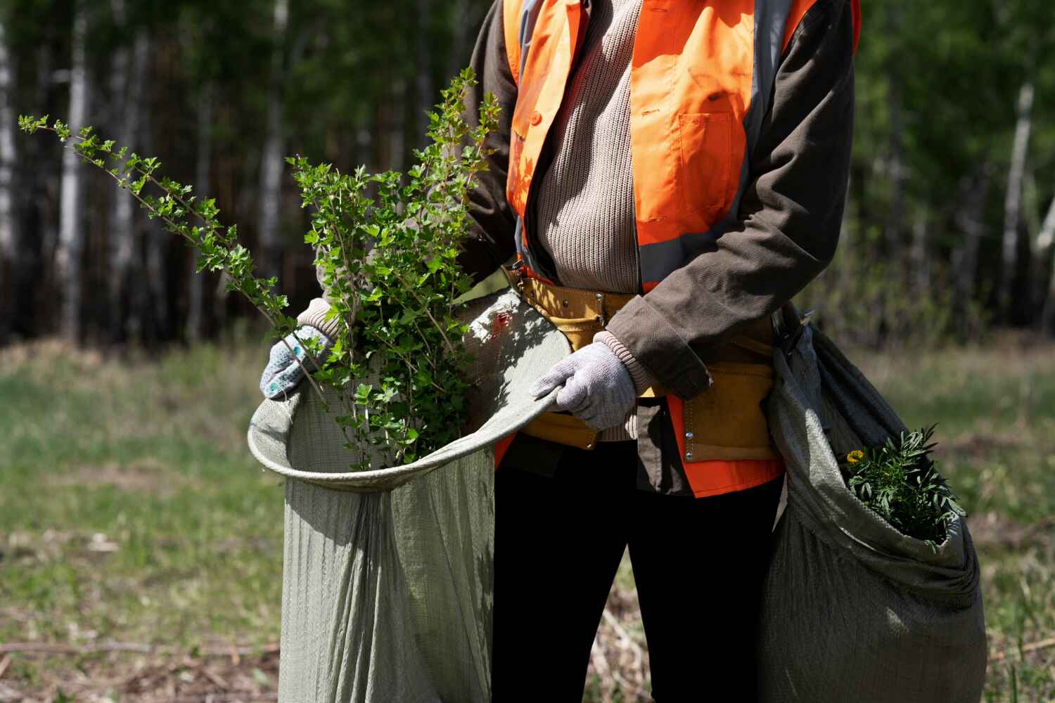 Best Tree Disease Treatment  in Malakoff, TX